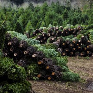 Wholesale Christmas Trees